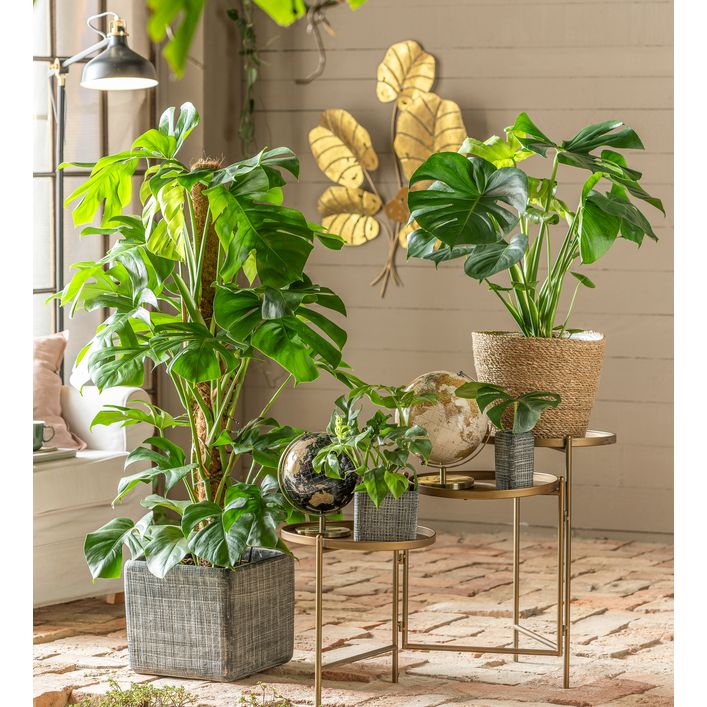 Fensterblatt - Monstera minima/Rhaphidophora | Dehner
