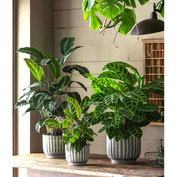 Korbmarante - Calathea 'Misto' | Dehner