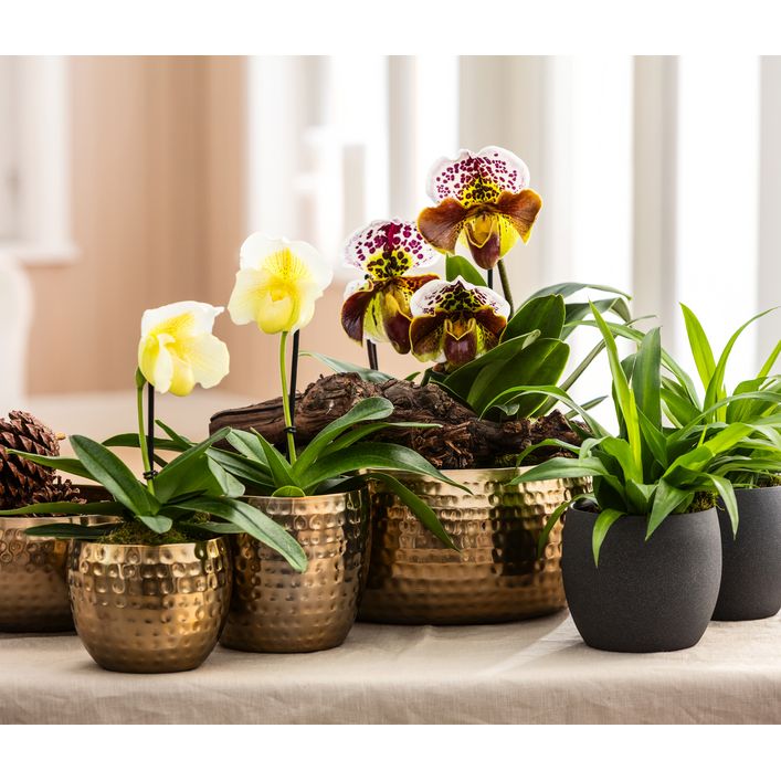 Grnlilie - Chlorophytum comosum | Dehner
