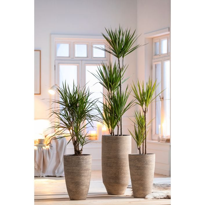 Drachenbaum - Dracaena marginata, verzweigt | Dehner