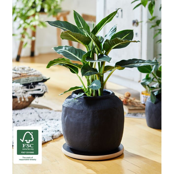 rato blumenkasten Blumentopf Topf Prosperplast Rattan Style DRTC500 Blumen  Euroelectronics  DE
