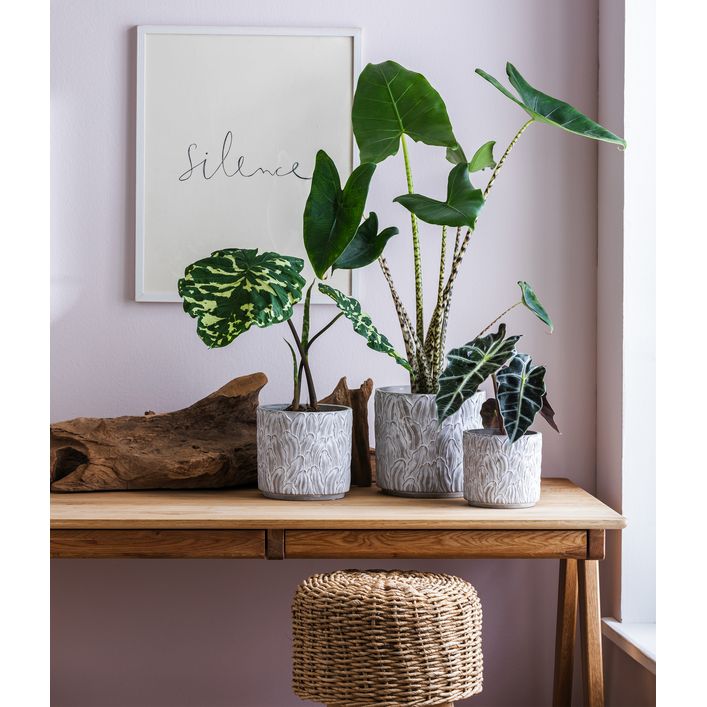 Pfeilblatt - Alocasia amazonica 'Polly' | Dehner