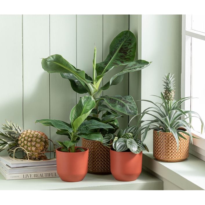 dracaena black knight plant Dracaena Marginata Black Knight for Sale main image 0