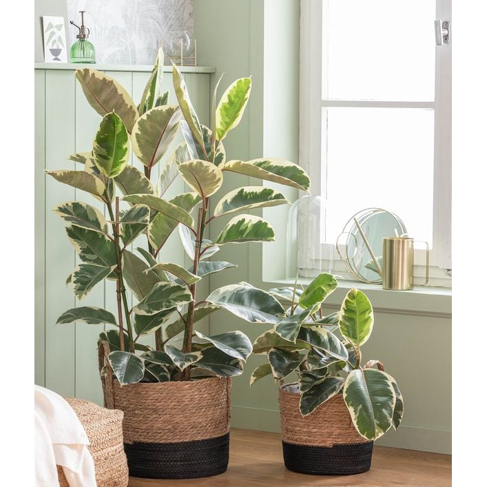 Gummibaum - Ficus elastica 'Tineke' | Dehner