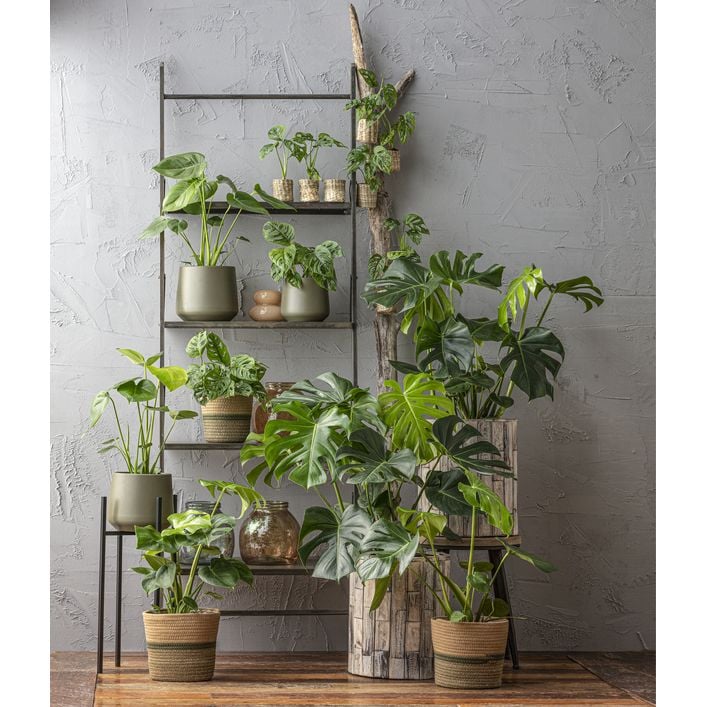 monstera gloriosa Monstera deliciosa aurea – Carnivero