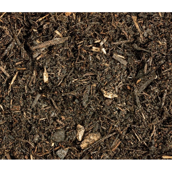 douglasien saatgut kaufen Douglasie - Pseudotsuga menziesii