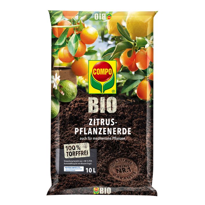 aloe heilpflanze Aloe vera (Echte Aloe) kaufen main image 0