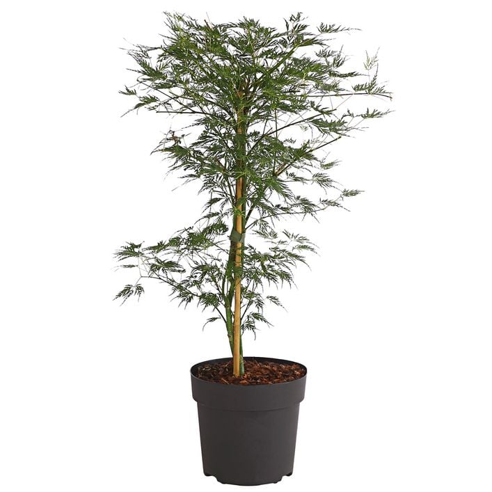 Japanischer Fcherahorn 'Emerald Lace' | Dehner