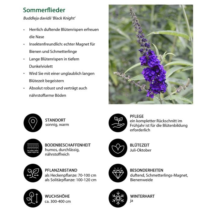 Sommerflieder, blau | Dehner