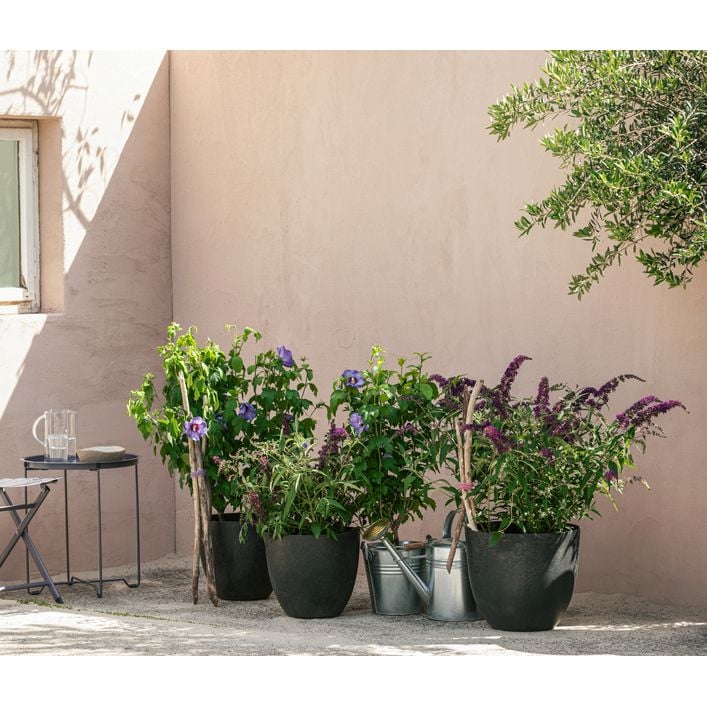 Sommerflieder, verschiedene Sorten | Dehner