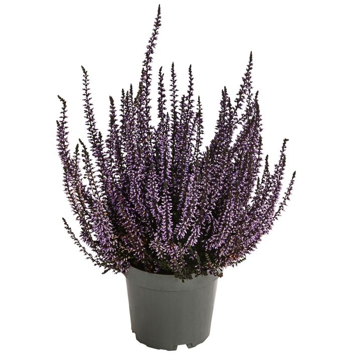 Knospenheide, gefrbt, verschiedene Farben | Dehner