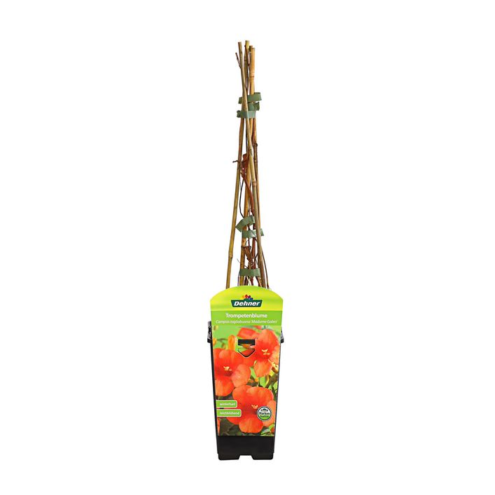 wie heidelbeeren düngen Jetzt Heidelbeerdünger main image 1