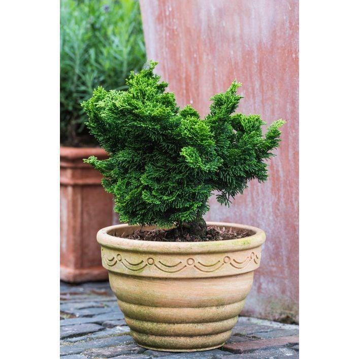lego bonsai boom LEGO 10281 main image 0