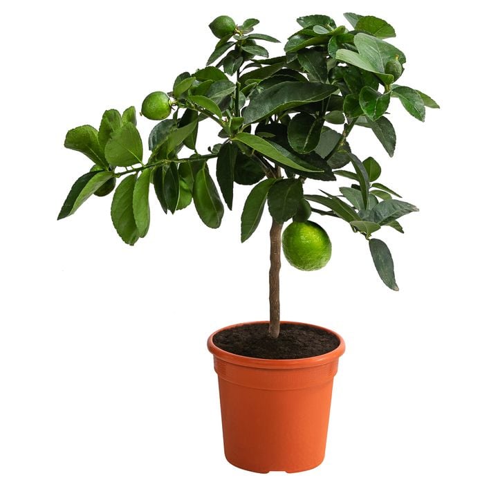 ferm living blumenkasten Pflanzenkasten – Balconyliving.de main image 0