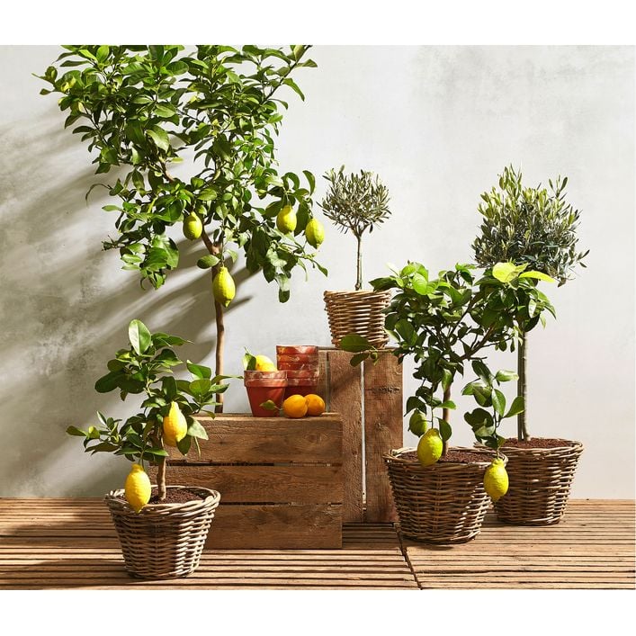 Olive, Stmmchen | Dehner