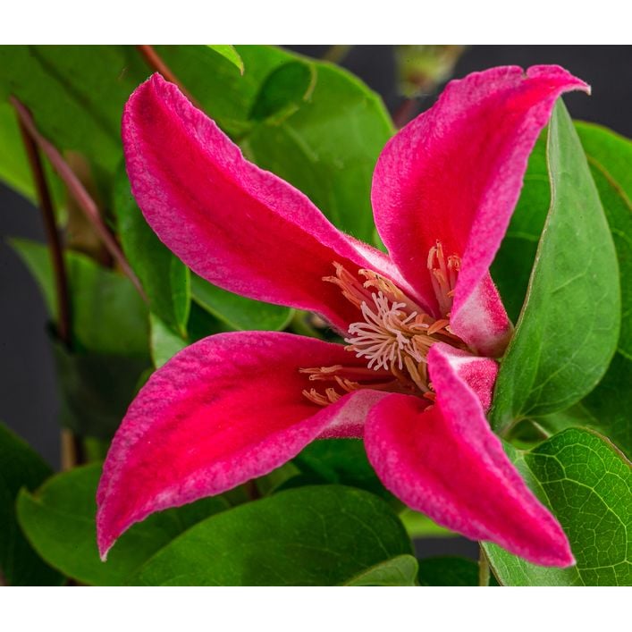 Waldrebe - Clematis 'Princess Diana' | Dehner