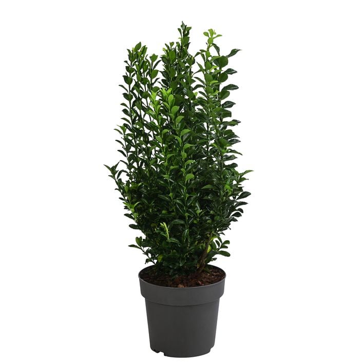 welche erde braucht ein bonsai Bonsaierde 5 L main image 1
