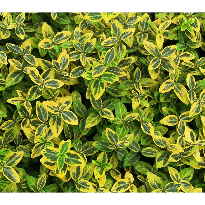 liguster balkon Wintergrner Liguster (Ligustrum vulgare 'Atrovirens') | 125-150 cm mit  Wurzelballen