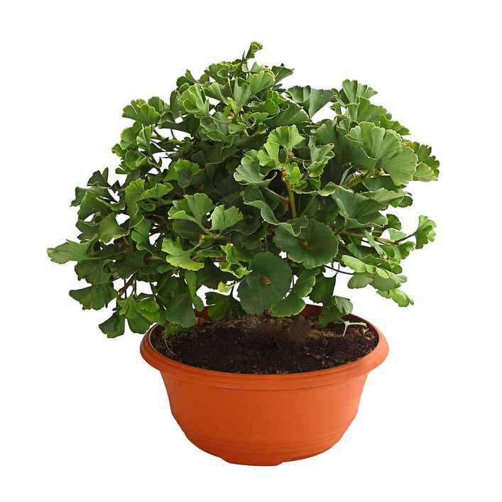 Ginkgobaum Kaufen Dehner