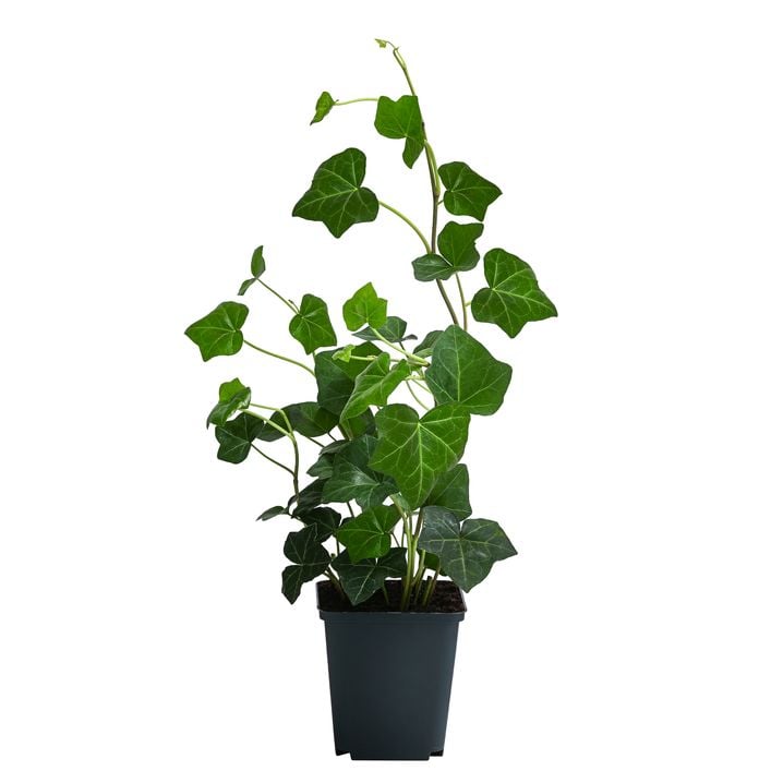 elefantenohr pflanze Green boutiQ - Zimmerpflanze - Elefantenohr - Alocasia Frydek main image 0