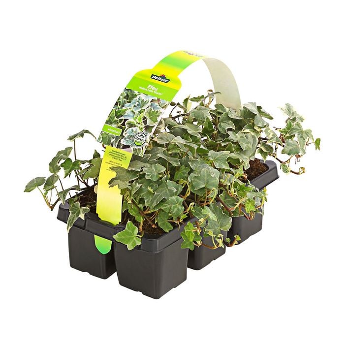 glanzmispel spalier hochstamm Glanzmispel als Spalierbaum bestellen?