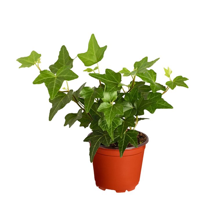 eibe groß kaufen Eibe Groß Bonsai main image 0