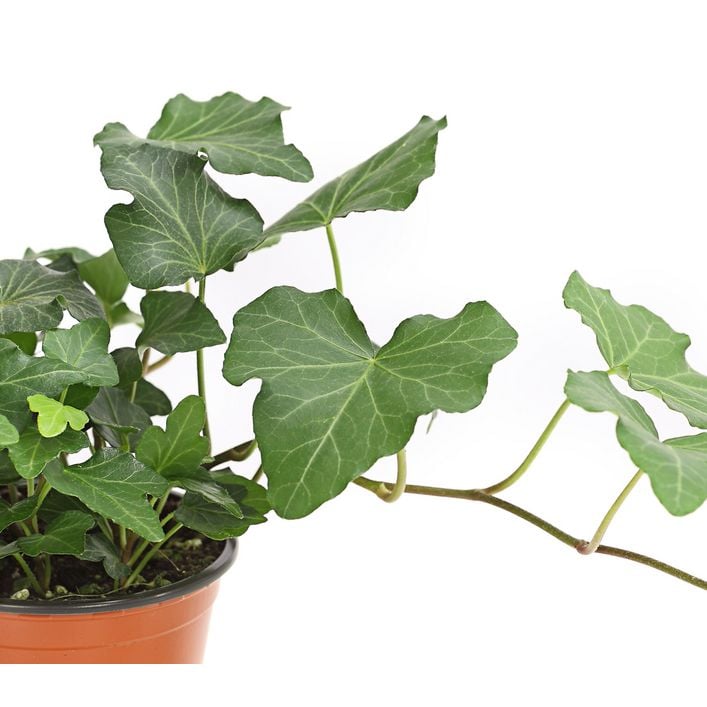 geigenfeige ficus lyrata kaufen Kunstpflanze Geigenfeige 180 cm – Ficus lyrata stilvoll kaufen main image 1