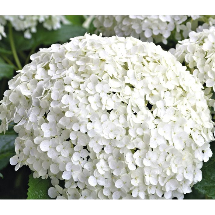 Schneeball-Hortensie 'Annabelle' | Dehner