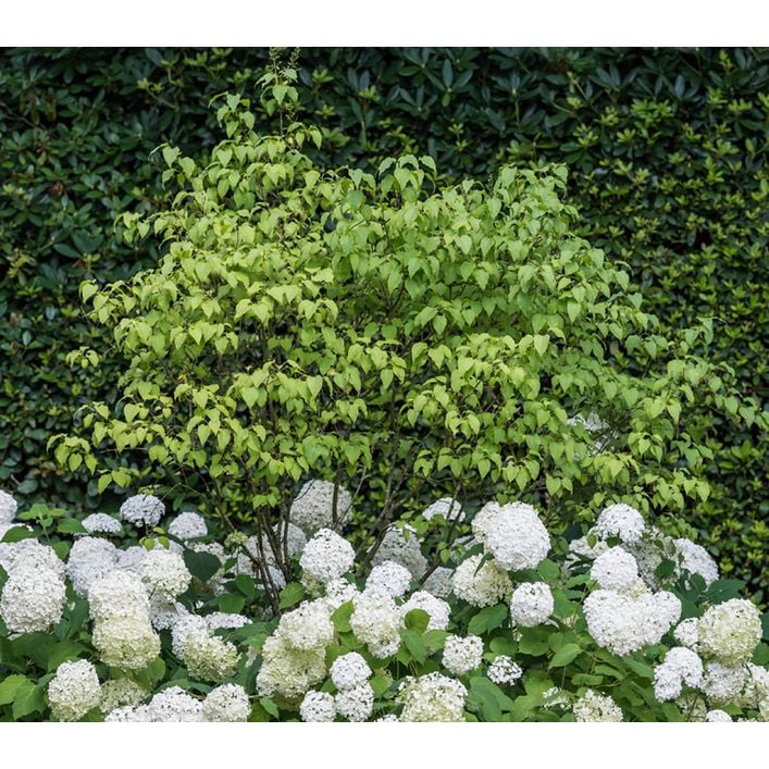 Schneeball-Hortensie 'Annabelle' | Dehner