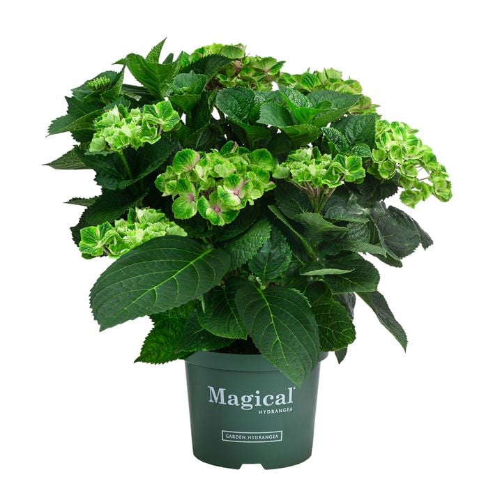 Hortensie 'Magical Amethyst' | Dehner