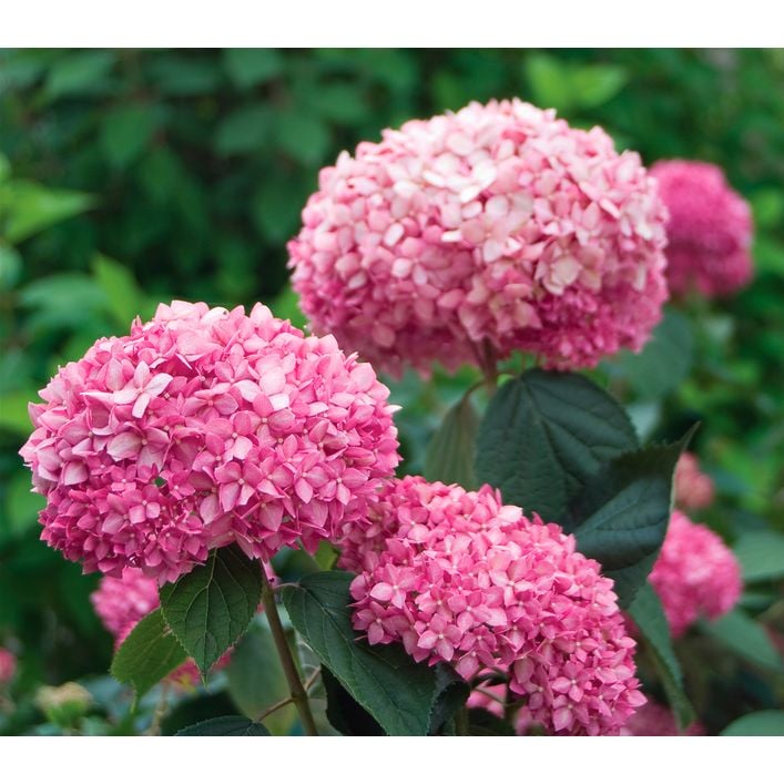 schnittblumen dünger inhaltsstoffe Purgrün Blumendünger 1 Liter main image 1