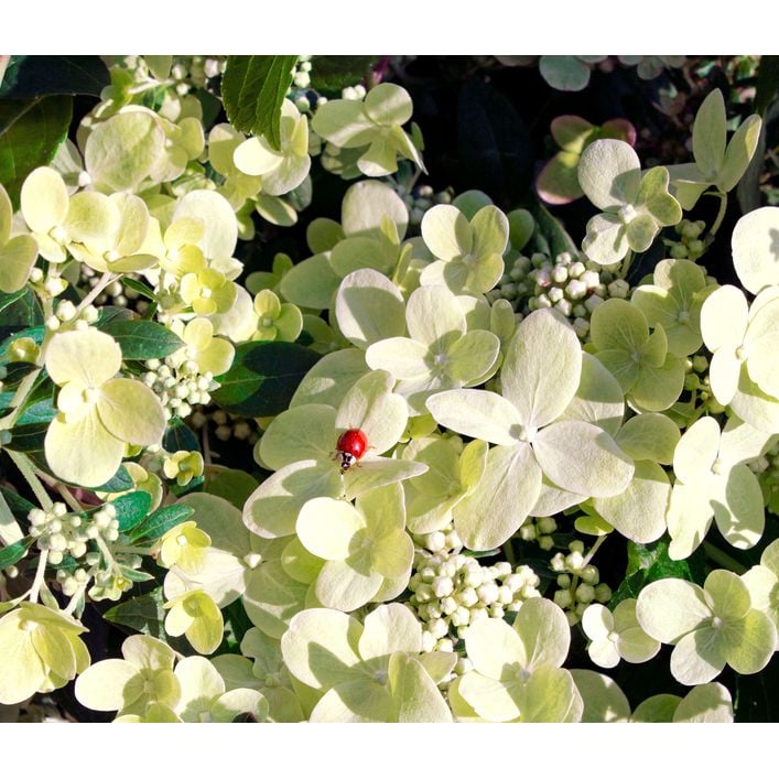 Rispen-Hortensie 'Switch Ophelia' | Dehner