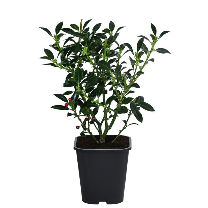 thuja zentrum allgäu thuja plant – hariththarang