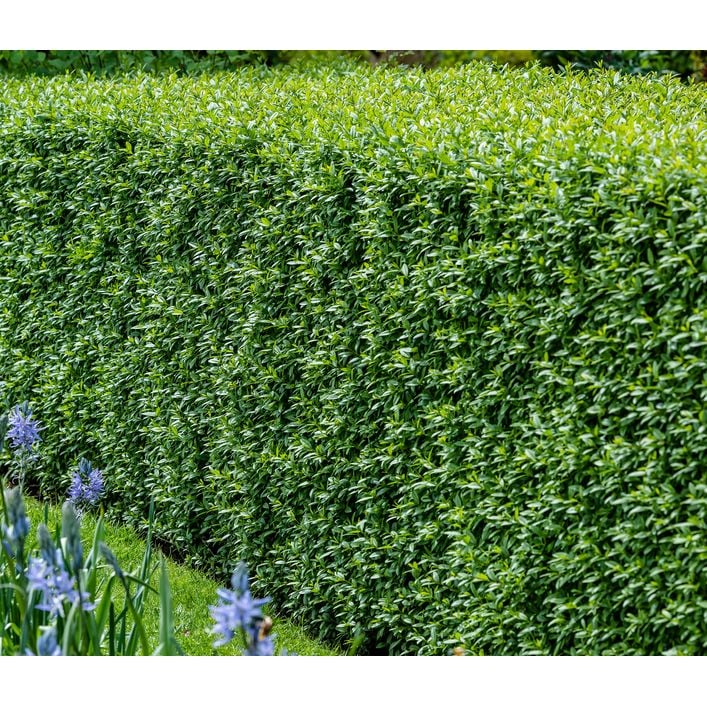 20 Meter Wintergrner Liguster 'Atrovirens', | Dehner
