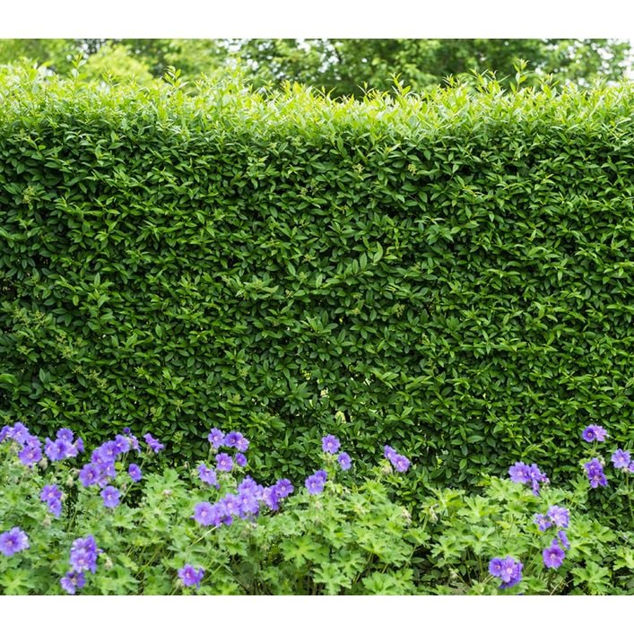 Wintergrner Liguster 'Atrovirens' | Dehner