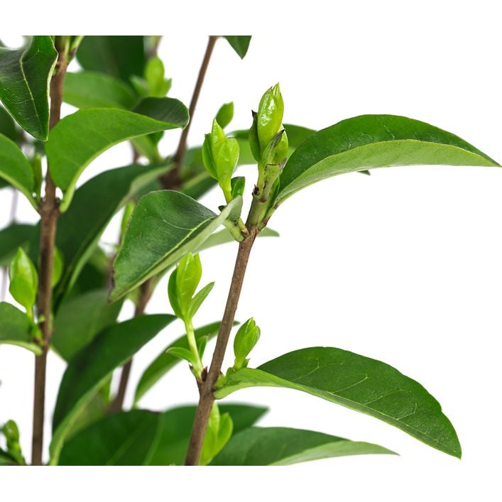 plant pink Tradescantia Pink Paradise™ For Sale – Logee's Plants main image 0