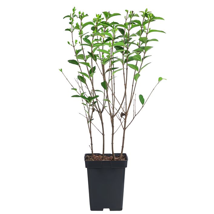 Wintergrner Liguster 'Atrovirens' | Dehner