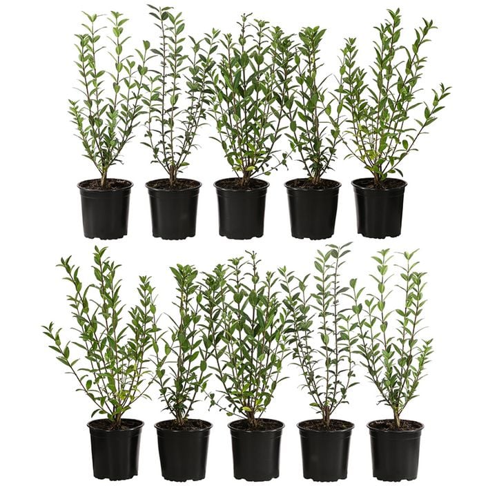 2-3 Meter Wintergrner Liguster 'Atrovirens', | Dehner