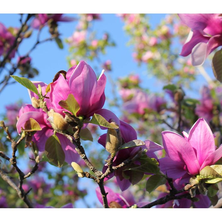 Magnolie 'Genie' | Dehner