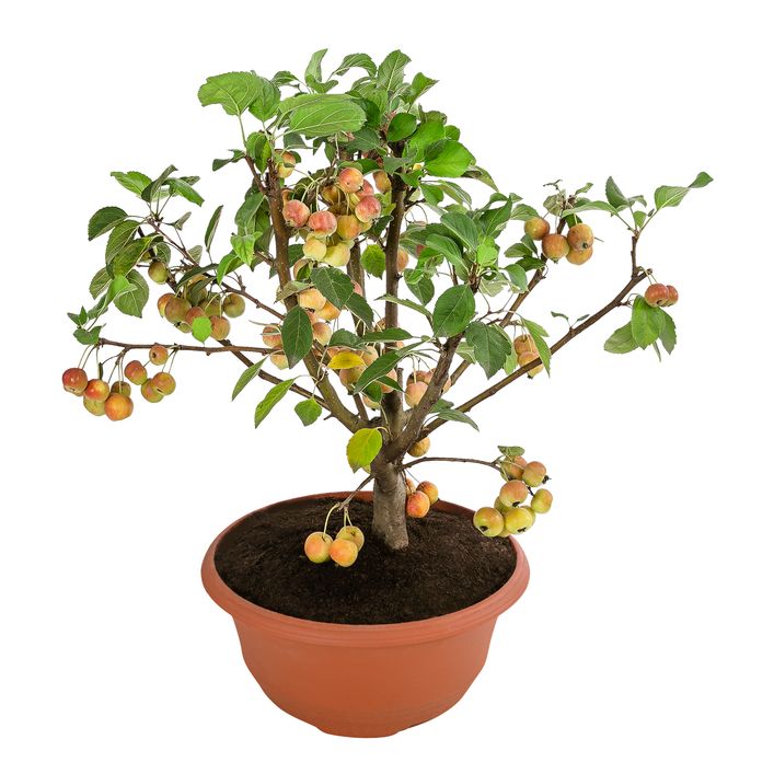 olivenbaum richtig düngen Olivenbaum Dünger von Flora Boost main image 0