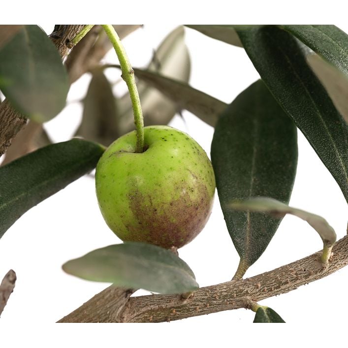 Olive, Busch | Dehner