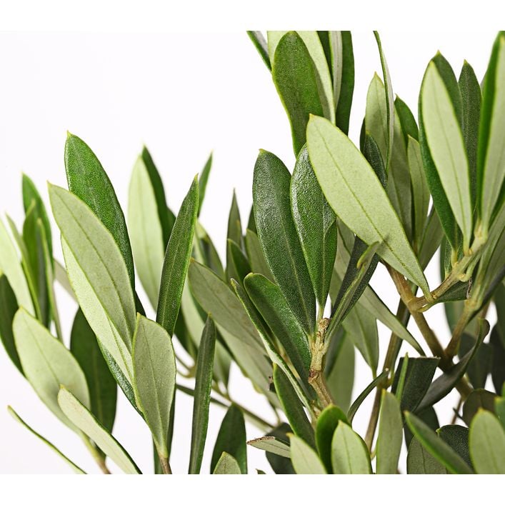 Olive, Stmmchen | Dehner