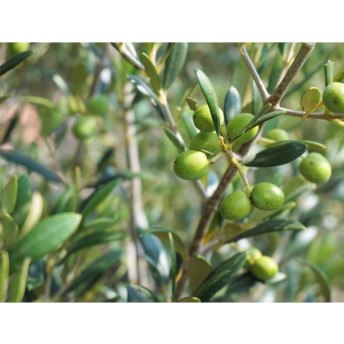 Olive, Stmmchen | Dehner