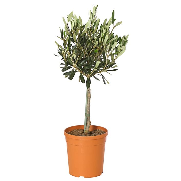 Olive, Stmmchen | Dehner