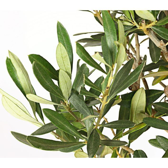 Olive, Busch | Dehner