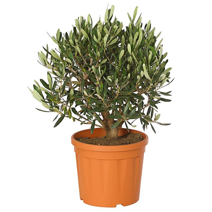 pflanztopf olivenbaum groß Olivenbaum Olea Europaea XL – vielgrün main image 1