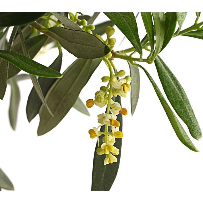 Olive, Ministamm | Dehner