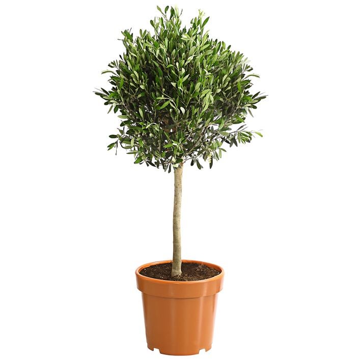 Olive, Ministamm | Dehner