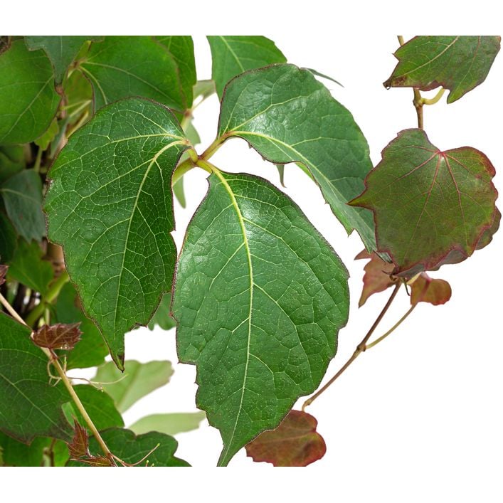 bambus natrlich dngen Bambus Dnger Flora Boost fr gesunde und prchtige Bambuspflanzen