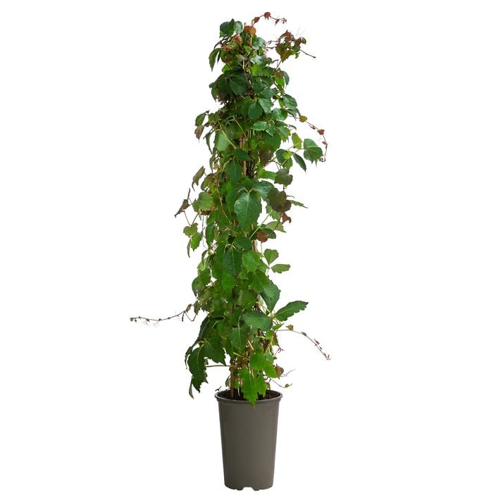 Wilder Wein 'Veitchii' - | Dehner